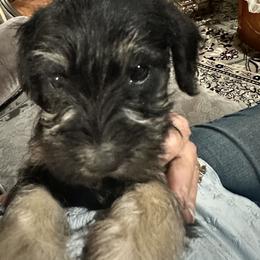Ginger Bread - Black and silver female Miniature Schnauzer puppy in Port Orange, Florida from Blue Ribbon Schnauzers