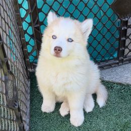 Fairy - Transport Available - Red and white female Siberian Husky puppy in Mountain House, California from Limitless Huskies