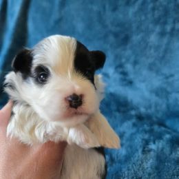 New born - Black and white male Havanese puppy in Kansas City Mo, Missouri from My Heavenly Havanese Puppies