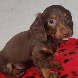 Red Blanket - Chocolate and tan female Dachshund puppy in Ridge, New York from Tracy's Puppy Club