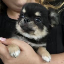 Ursa - Black and tan female Chihuahua puppy in Saint Johns, Florida from Acme Chihuahuas (Cheeky Chis)