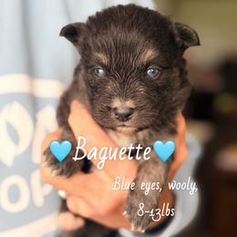Baguette - Wolf sable male Pomsky puppy in Centerville, Iowa from LJ Kennels Pomskies, LLC