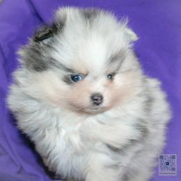 Bubbles-True blue merle - Blue merle female Pomeranian puppy in Bremen, Indiana from AMS Pomeranians and Pomskies in Indiana