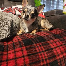 Leia - Chihuahua