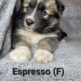 Pomsky Puppies from Paw-lenty of Pomskies