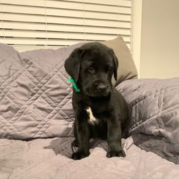 Dilute Retriever and Labrador Retriever Puppies from Royalty Retrievers