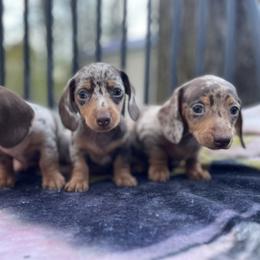 Dachshund, Poodle, and Yorkshire Terrier All Grown Up from Granny's babies