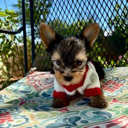 Nox - Blue and gold male Yorkshire Terrier puppy in Yuma, Arizona from Yuma Yorkie