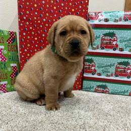 Green - Yellow male Labrador Retriever puppy in Iowa City, Iowa from Country Road Acres