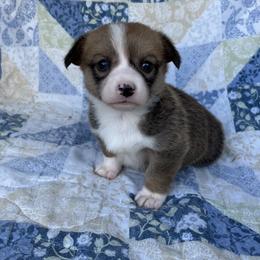 Layla - Red female Pembroke Welsh Corgi puppy in Hope, Arkansas from Foxy Knoll Farm
