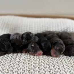 Female No.1 Merle Tri - Tri-color female Bernedoodle puppy in Modesto, California from Central Valley Canine Companions
