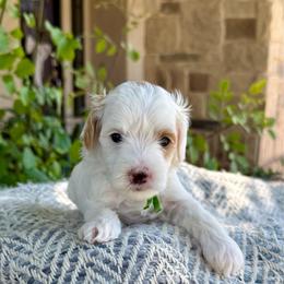 Prince (Green) - Cream male Goldendoodle puppy in St. George, Utah from Dashing Doodle Pups