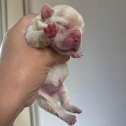Nanook - Cream male French Bulldog puppy in Porter, Texas from Whatabulldog