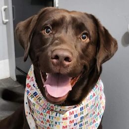 Labrador Retrievers from Maynard’s Labs