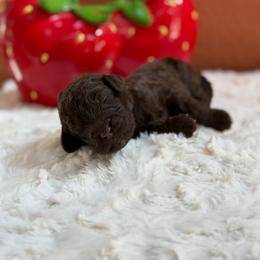 Iris - Brown female Poodle puppy in Midwest City, Oklahoma from Strawberry Hill Puppy Patch