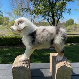 Australian Shepherd Puppies from Star Aussies