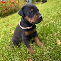 Kismet - Black and rust female Doberman Pinscher puppy in Cheney, Washington from European Dobermans by Diana