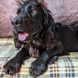 Sinner - English Cocker Spaniel