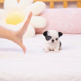 Sophie - Black and white female Chihuahua puppy in Jacksonville, Florida from Petits Chihuahuas