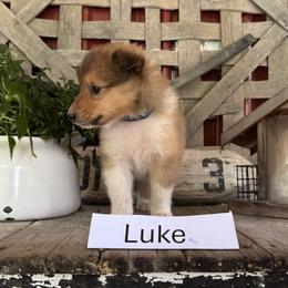 Luke - Sable and white male Collie puppy in Sedalia, Missouri from Brown Acres Collies
