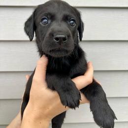 Roux - Black female Labrador Retriever puppy in Newaygo, Michigan from Royal Oak Gundogs