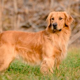 Cooper - Golden Retriever
