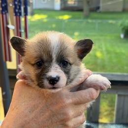 White - Sable female Pembroke Welsh Corgi puppy in Nevada, Iowa from Rogers AKC Corgis of Iowa.