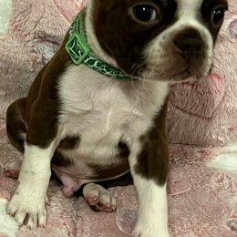 Boston Terrier Puppies from Heather's Boston Babies