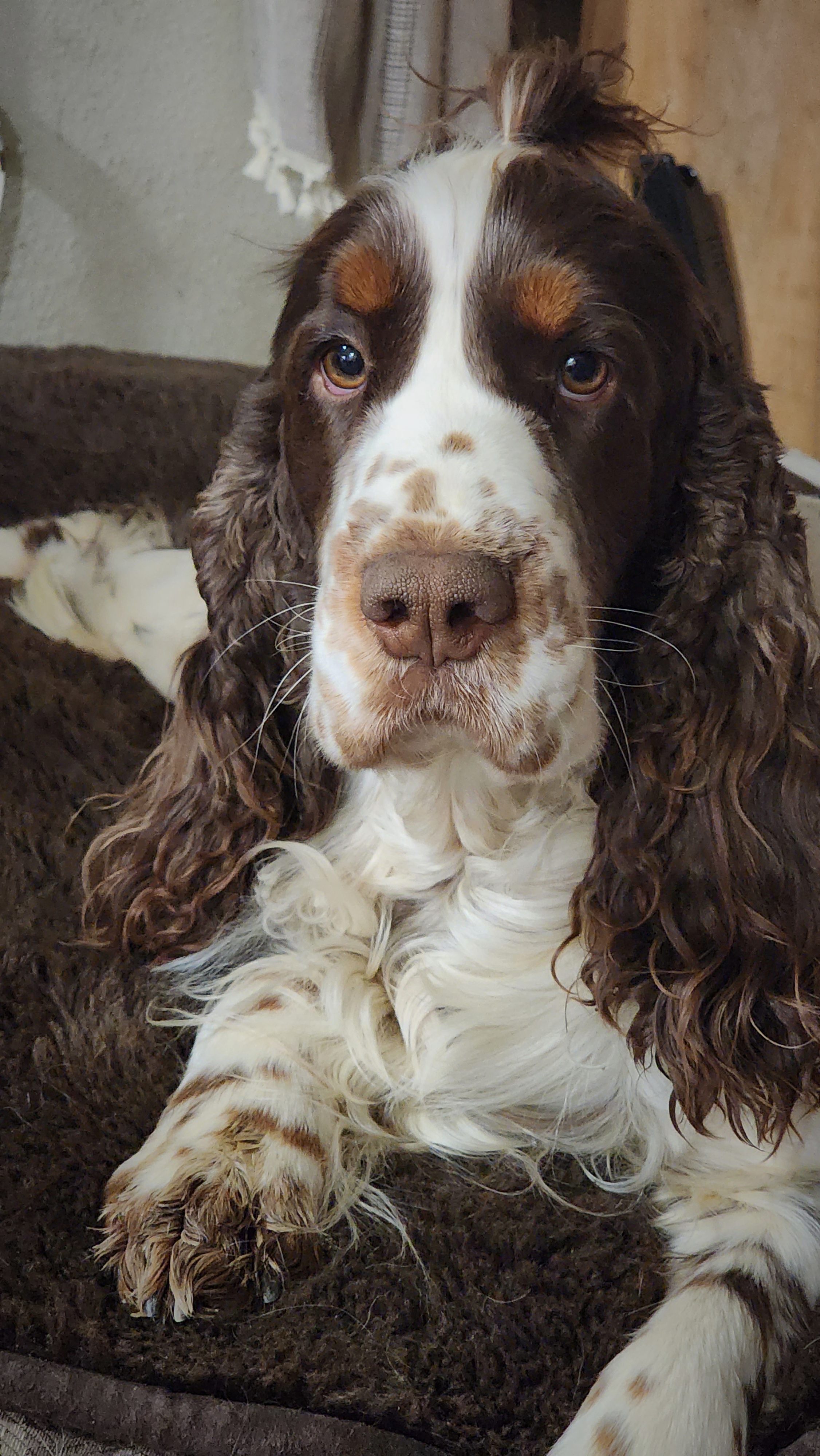 Still thinking of names - English Springer Spaniel