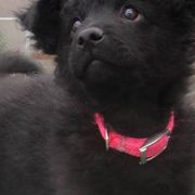 Mudis and Scottish Terriers from Kellie Verrelli's Puppies