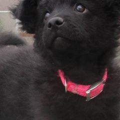 Mudis and Scottish Terriers from Kellie Verrelli's Puppies
