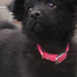 Mudis and Scottish Terriers from Kellie Verrelli's Puppies