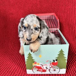 Peppermint - Dapple male Dachshund puppy in Kissimmee, Florida from Mini Doxie Cuties