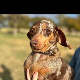 Banelli - Dachshund