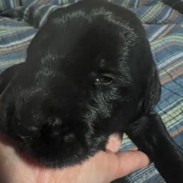 Maximus- Black collar - Black male Giant Schnauzer puppy in Atoka, Oklahoma from Hannah's Haus & Farm