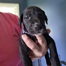 FEMALE BLACK - Black female Great Dane puppy in Hickman, Kentucky from Tidal Wave Danes