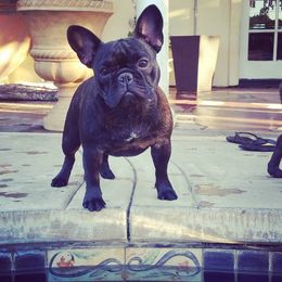 French Bulldog All Grown Up from Morgenstern's French Bulldogs