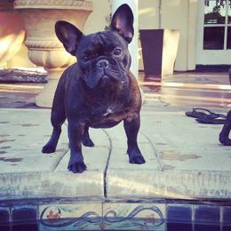French Bulldog All Grown Up from Morgenstern's French Bulldogs