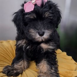 Tide - Phantom female Goldendoodle puppy in Decatur, Tennessee from Diamond's Doodles