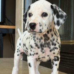 Male 5 - White and black male Dalmatian puppy in Lake Mathews, California from Bully Market