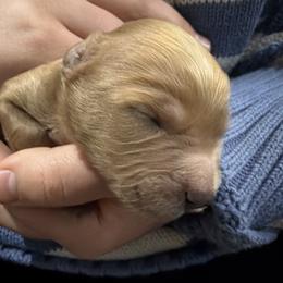 Duke - Red male Cavapoo puppy in Pasco, Washington from Beth's Cavapoos