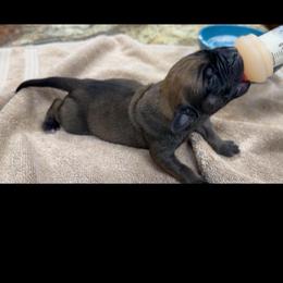Splinter - Fawn male Mastiff puppy in Wewoka, Oklahoma from P Diamond Mastiffs