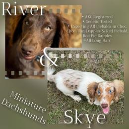 Dachshund puppies from Steele Half Acre Homestead