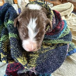 Cedar - White and red male Border Collie puppy in Barnstead, New Hampshire from ☘️ Clover Leaf’s Border Collies