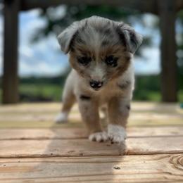 Liberty - Blue merle female Miniature Australian Shepherd puppy in Doddridge, Arkansas from Huddleston Farm