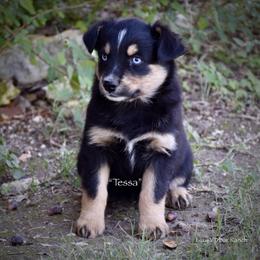 Tessa - Black tri female Miniature Australian Shepherd puppy in Evant, Texas from Lazy VT Bar Ranch