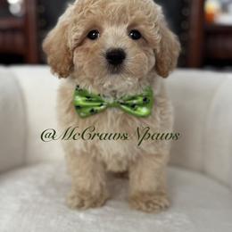 Bear - Cream male Maltipoo puppy in Hesperia, California from McCraws N Paws