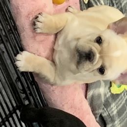 Bulldog and French Bulldog Puppies from Jagster’s Bulldogs