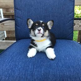 Pembroke Welsh Corgi Puppies from Carol's AKC Corgis