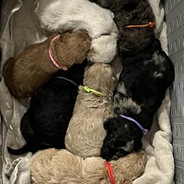 Goldendoodle Puppies from True Friend Doodles